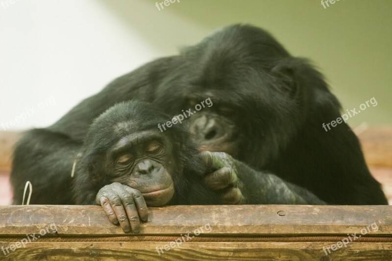 Monkey Mother Mother And Child Zoo Monkey Child