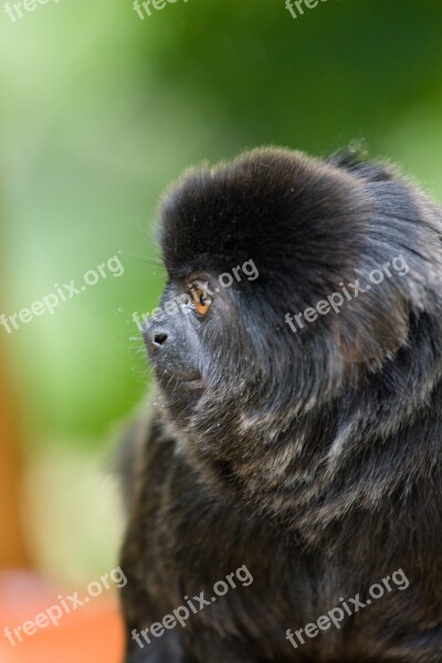 Monkey Zoo Observing Portrait Tiergarten