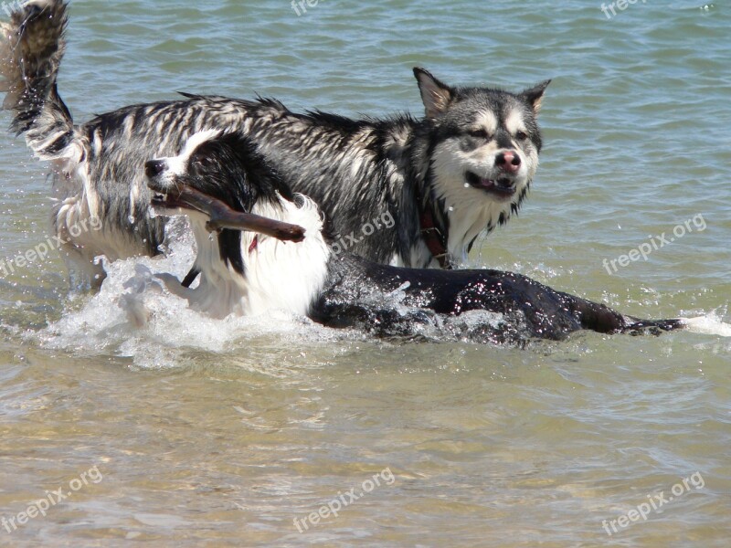 Dogs Stick Swimming Pet Outdoors