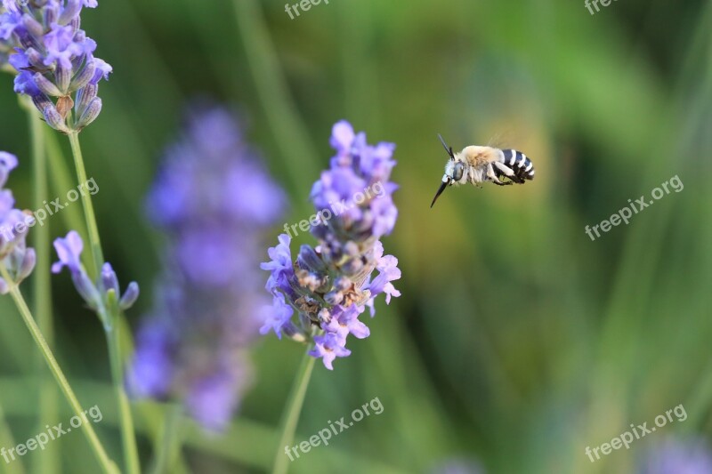 Lavender Bee Flower Macro Nature