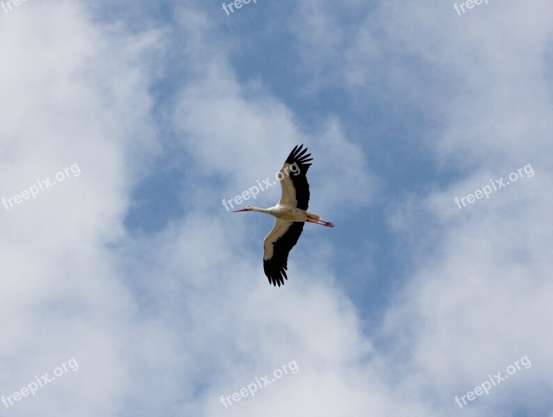 Nature Bird Stork Sky Clouds