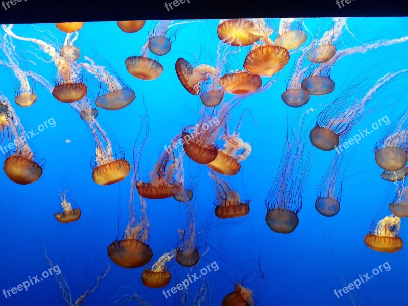 Jellyfish Aquarium Monterey Ocean Water