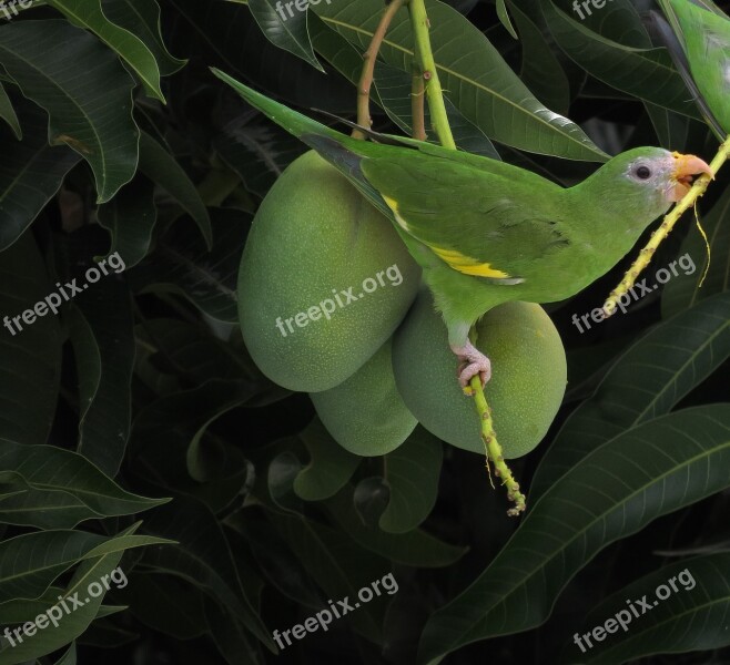 Bird Parakeet Mango Tropic Brazil