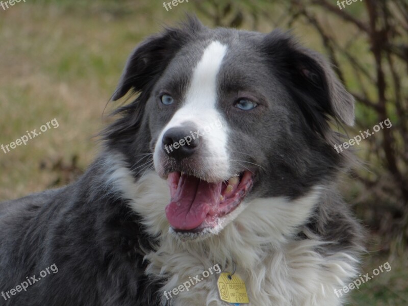 Border Collie Australian Shepherd Pet Collie Dog