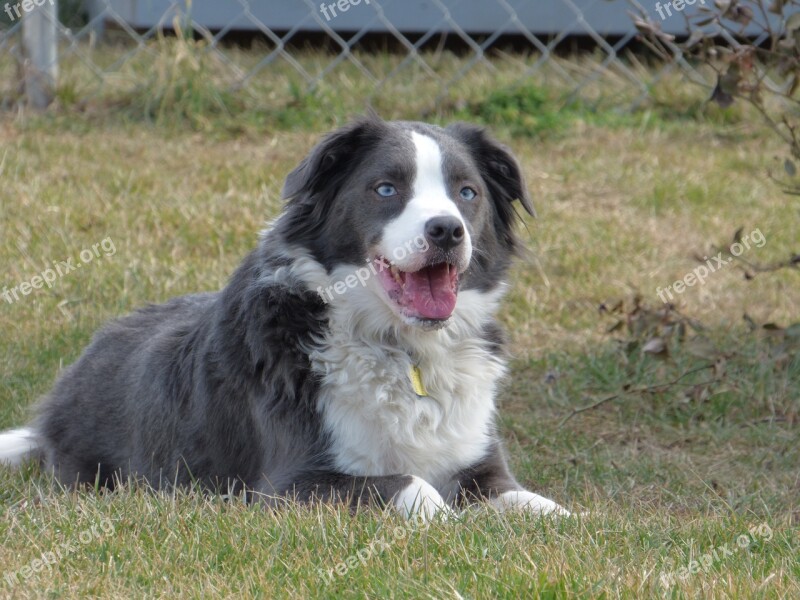 Border Collie Australian Shepherd Pet Collie Dog