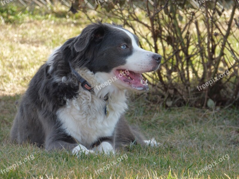 Border Collie Australian Shepherd Dog Australian Collie