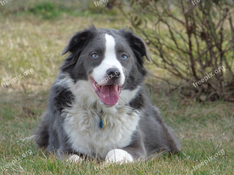 Border Collie Australian Shepherd Pet Collie Dog