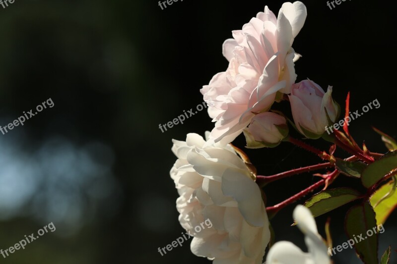 Roses Petals Blurry Flowers Garden