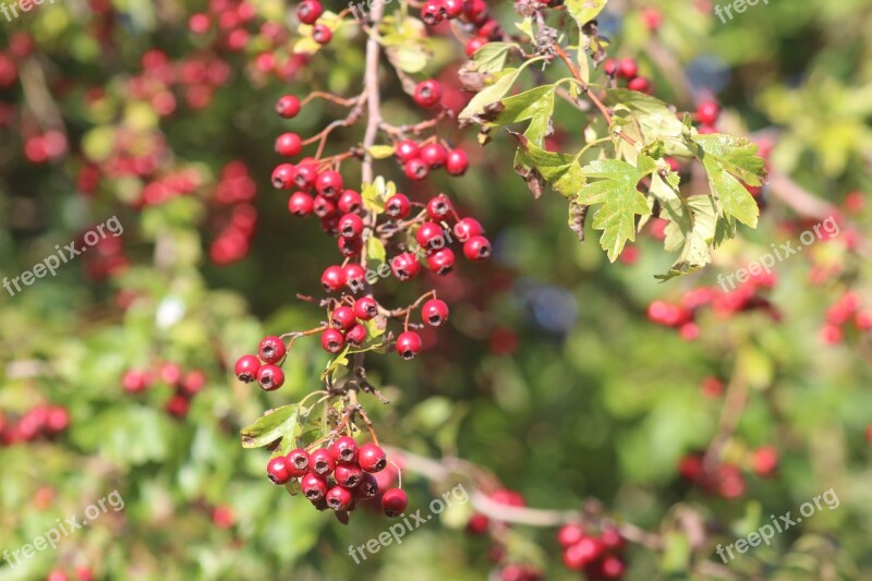 Nature Plant Berries Pyracantha Free Photos