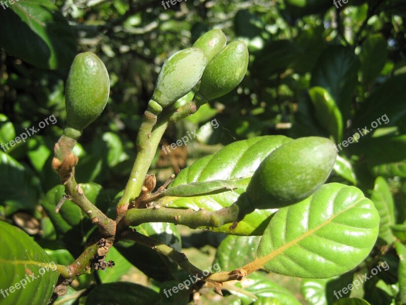 Small Immature Fruit Tree Green Foliage Taraire Beilschmiedia Tarairi