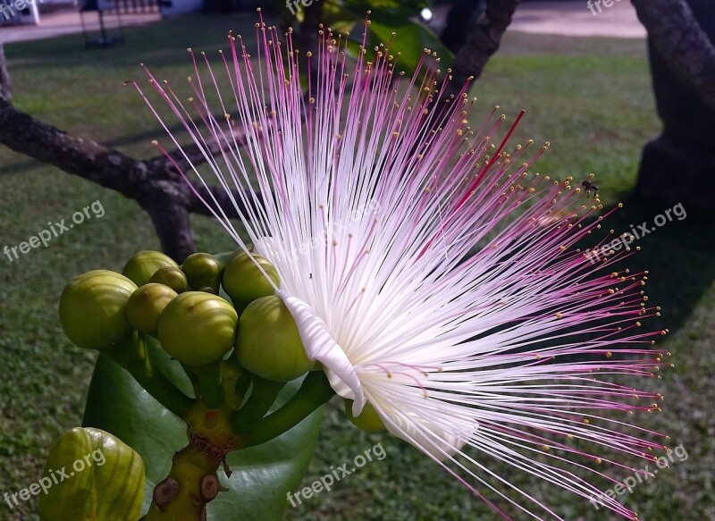 Mimosa Pink Flower Hairy Sri Lanka Travel