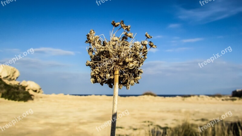 Dry Grass Harvest Cyprus Soil Summer