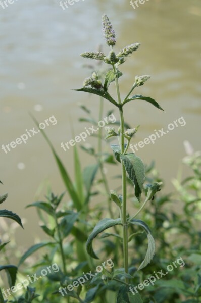 Mint Plant Herb Green Nature