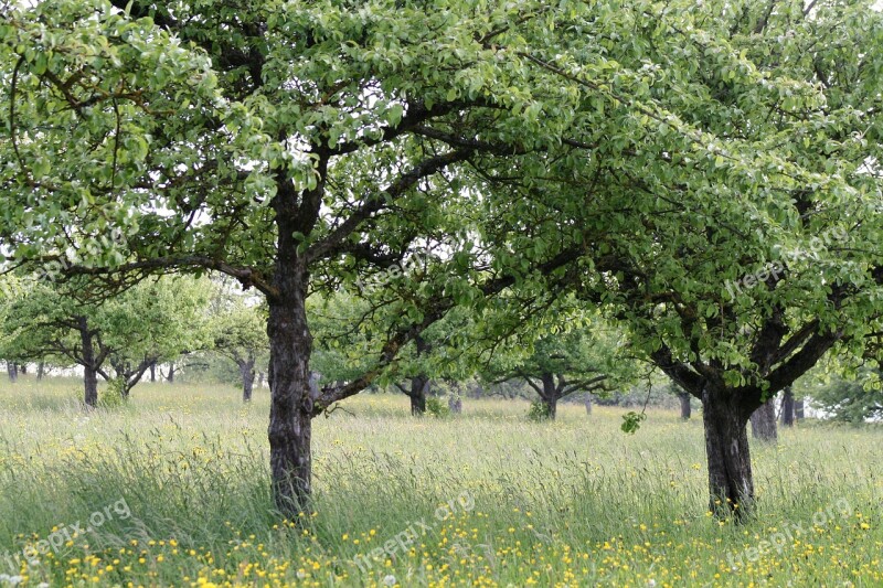 Orchard Fruit Trees Fruit Tree Nature Landscape