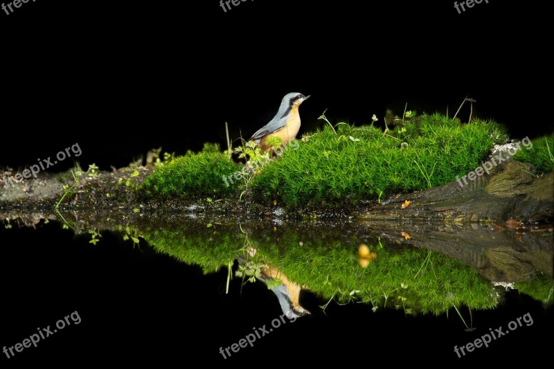 Bird Reflection Tree Trunk Green Creative