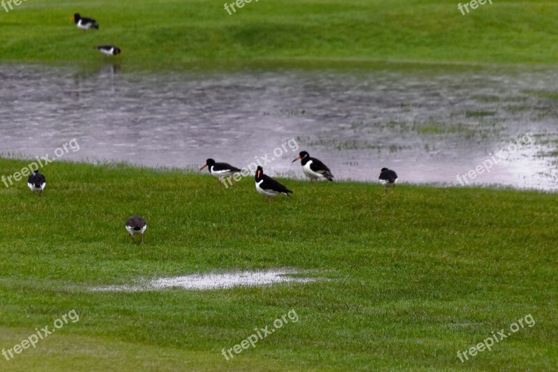 Birds Water Wildlife Wild Nature