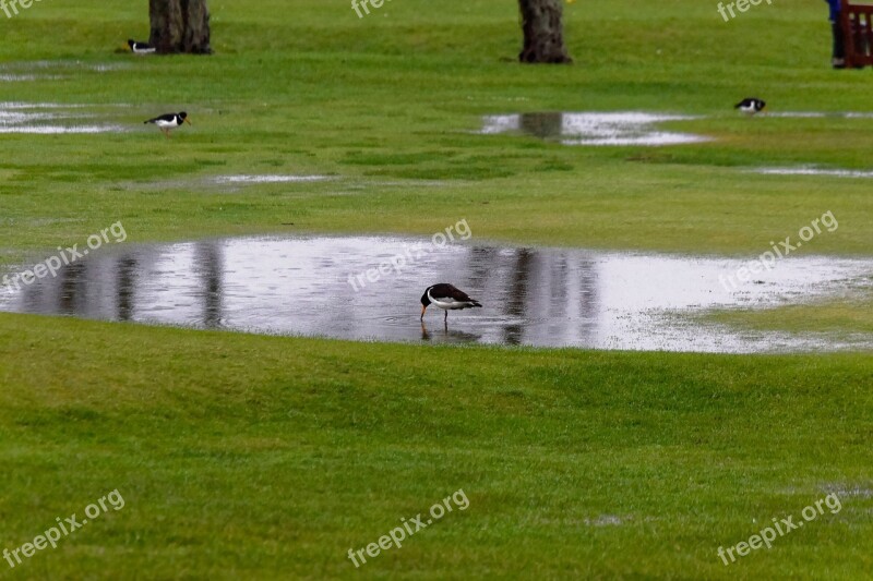 Birds Water Wildlife Wild Nature