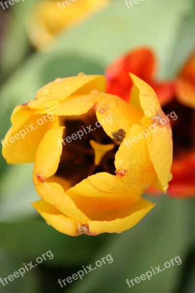 Tulip Morgentau Beaded Close Up Tulip Leaf