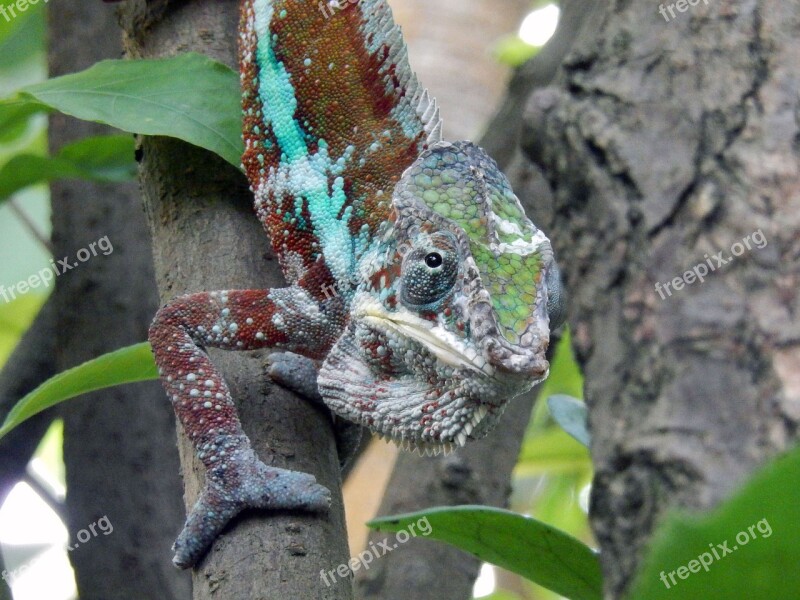 Chameleon Animals Reptile Close Up Search Food