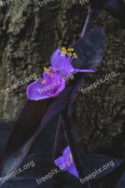 Tradescantia Pallida Three Master Flower Commelinaceae Mexican Dreimasterblume Violet