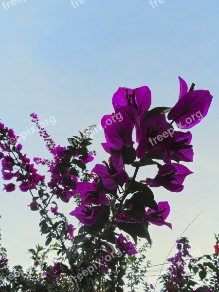 Bougainvillea Plant Flower Summer Four O'clock Plant