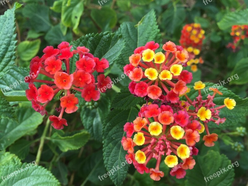 Indian Lantana Tropical Flowers Arizona Scottsdale Floral