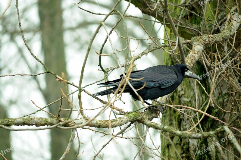 Rook Bird Bird Tree Autumn Black