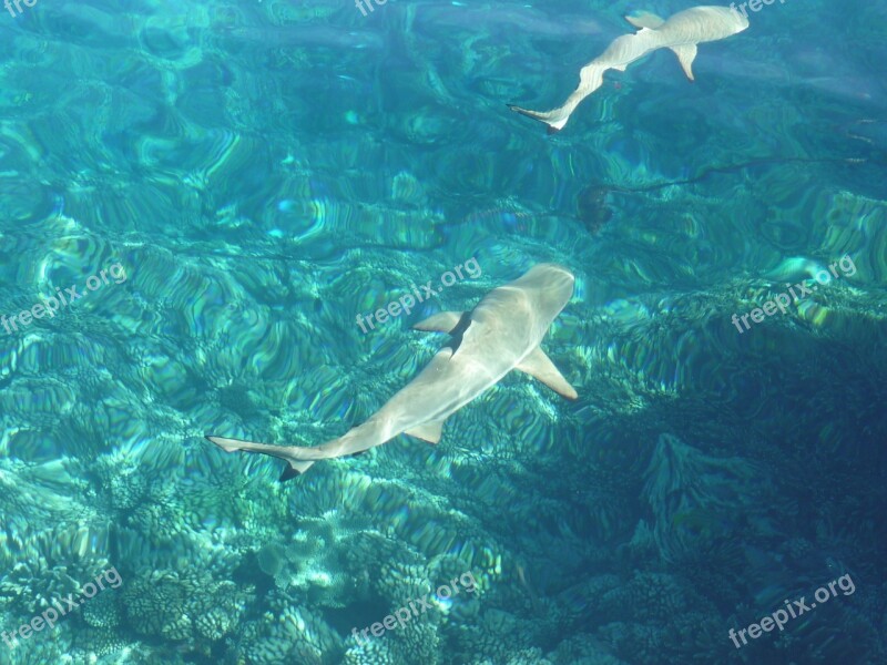 Fish South Sea Underwater Hai Predator