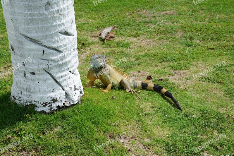 Iguana Palm Grass Cayman Islands Caribbean