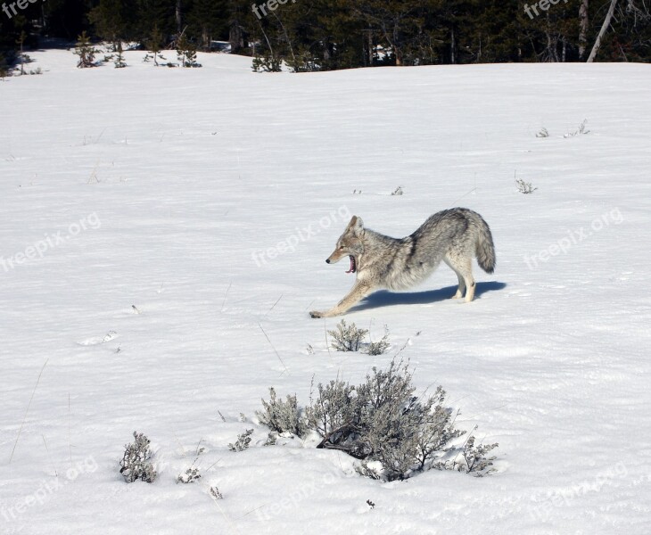 Coyote Stretching Wildlife Nature Snow