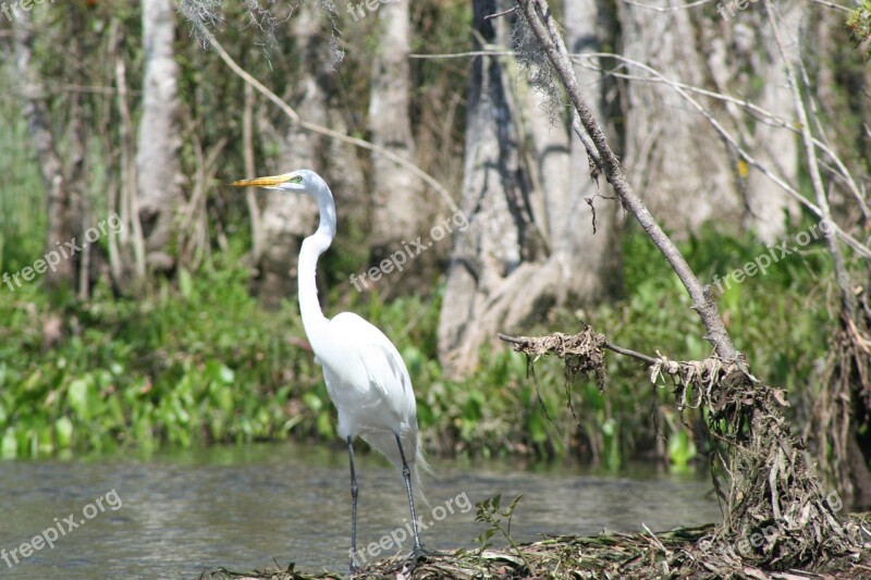 Heron Water Bird Nature Wildlife