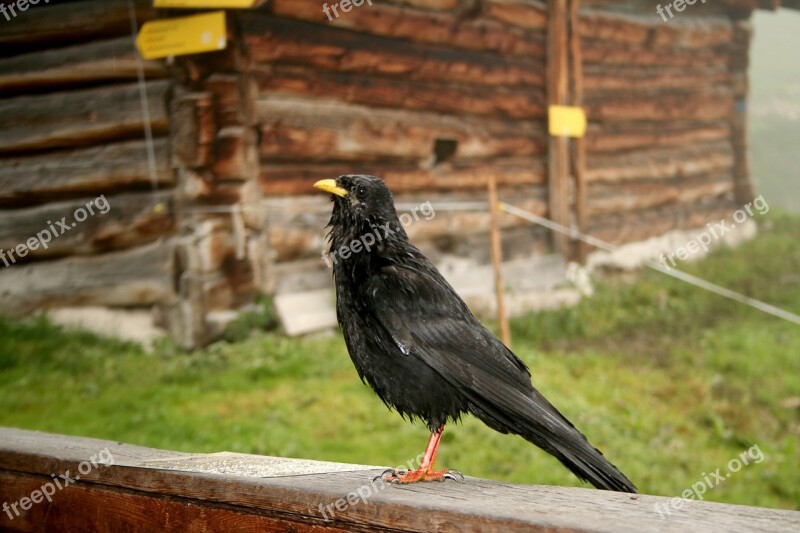 Jackdaw Bird Black Crow Birds