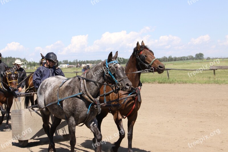 Horse Chariot Racing Free Photos