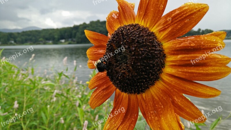 Sunflower Rain Bee Wet Flower