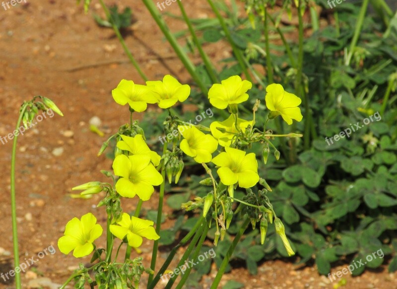 Allamanda Yellow Flower Plant Wild Flora