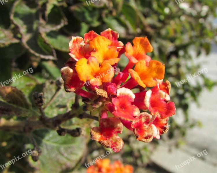 Lantana Camara Big-sage Tickberry Verbena Family Garden