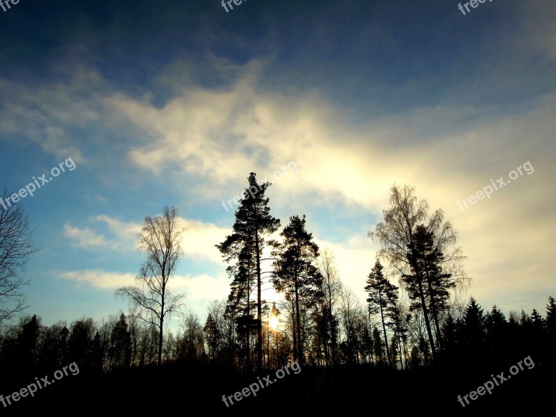 Forest Wood Nature Finnish Branches