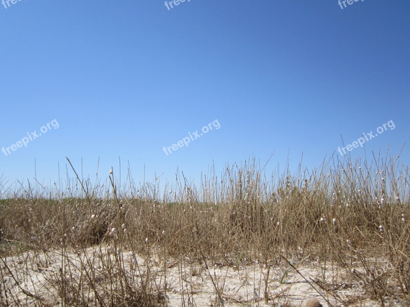 Beach Dune Grass Sea Sun