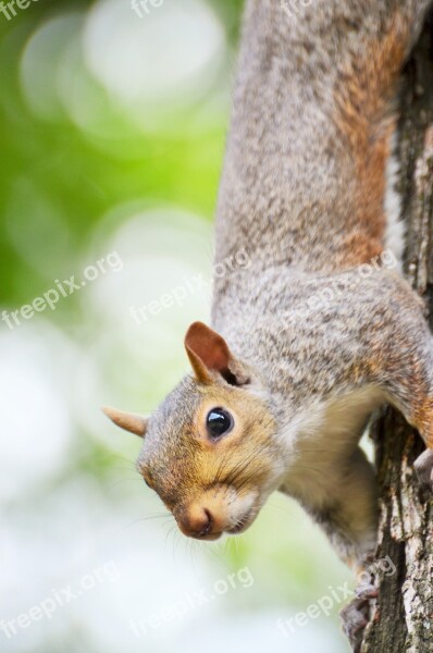 Squirrel Rodent Animal Nature New York