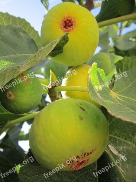 Fig Fig Tree Real Coward Fruits Green