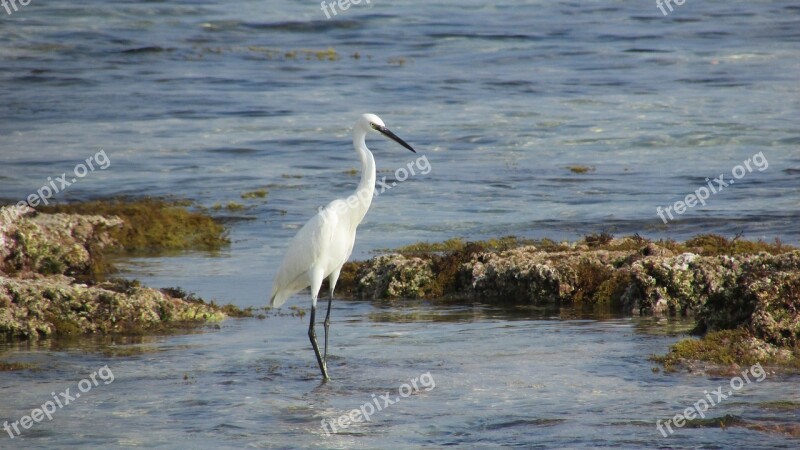 Cyprus Protaras Heron Nature Bird