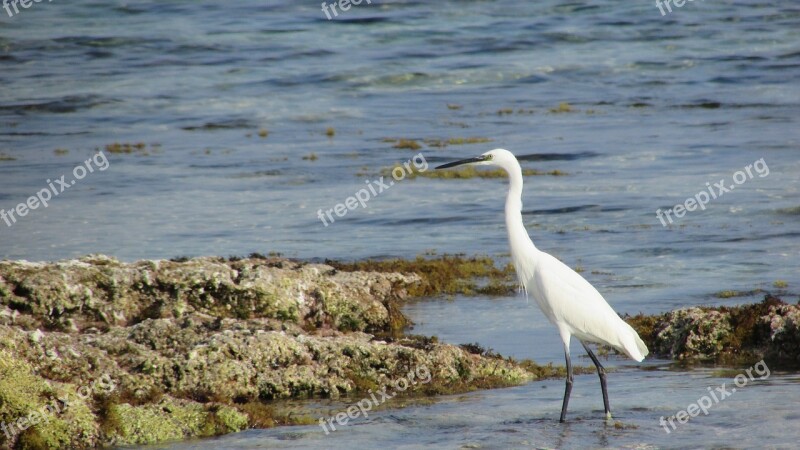 Cyprus Protaras Heron Nature Bird