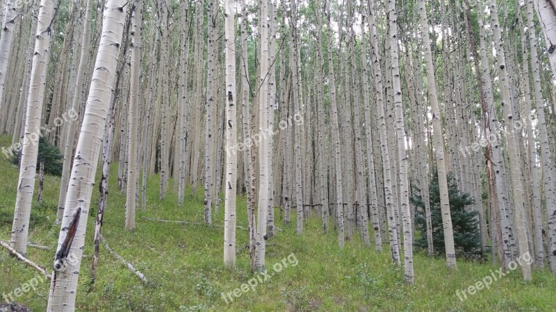 Forest Aspen Trees Woods Colorado