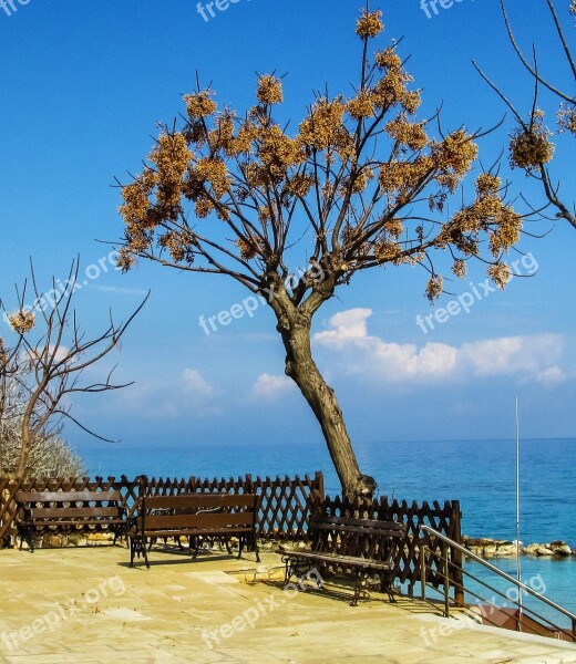 Cyprus Protaras Fig Tree Bay Tree Benches