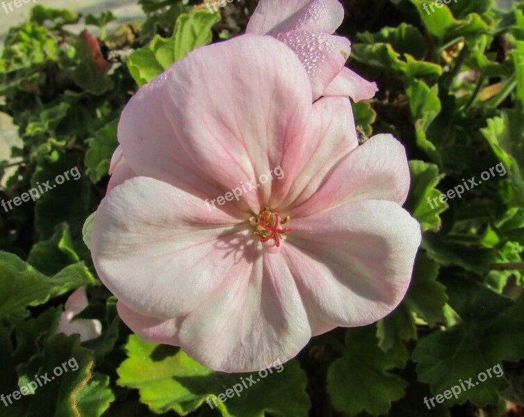 Geranium Flower Cyprus Protaras Garden