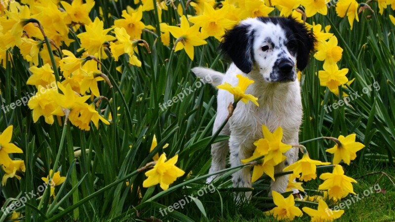 Cute Spring Narcis Flowers Nature