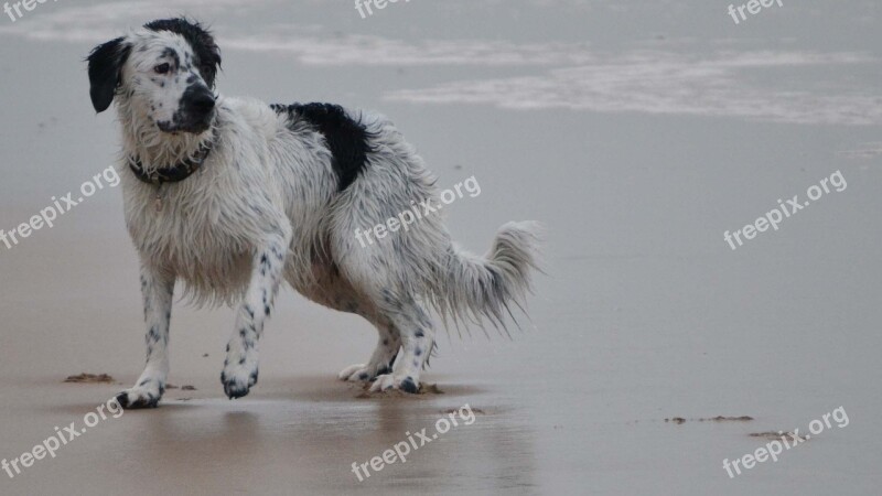 Beach Frisian Stabij Stabij Stabijna Wetterhoun