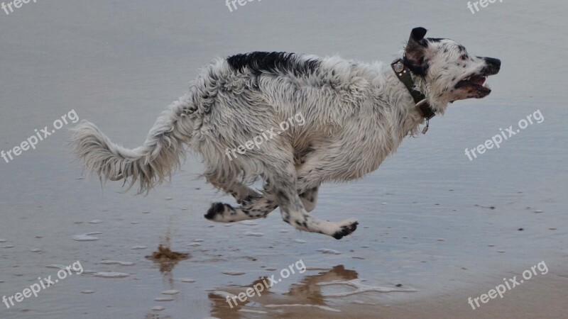 Beach Frisian Stabij Stabij Stabijna Wetterhoun