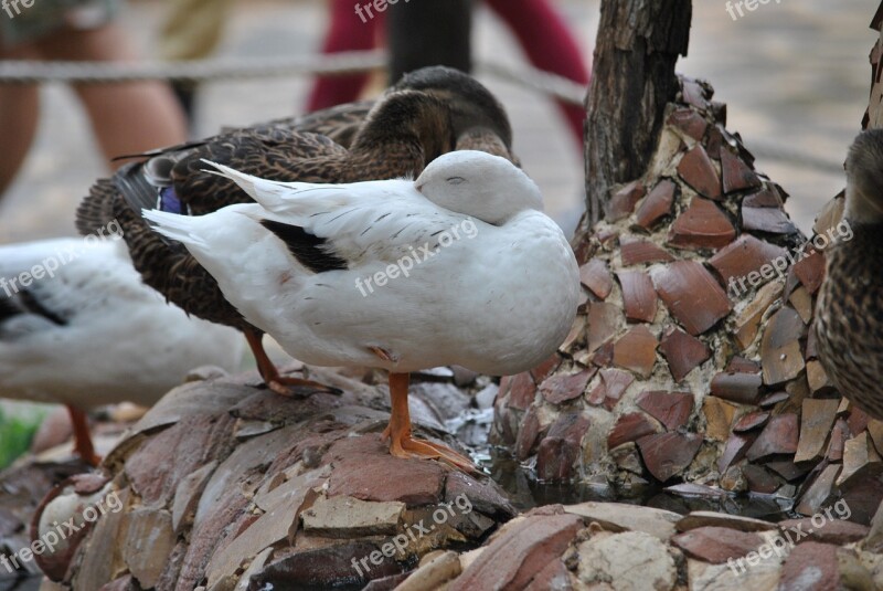 Duck Ducks Volatile Macro Free Photos