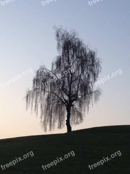 Autumn Birch Evening Tree Lonely